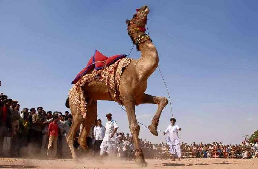 safari in Jaisalmer