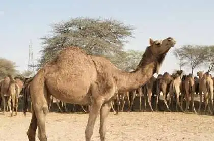 adventure camping in Rajasthan